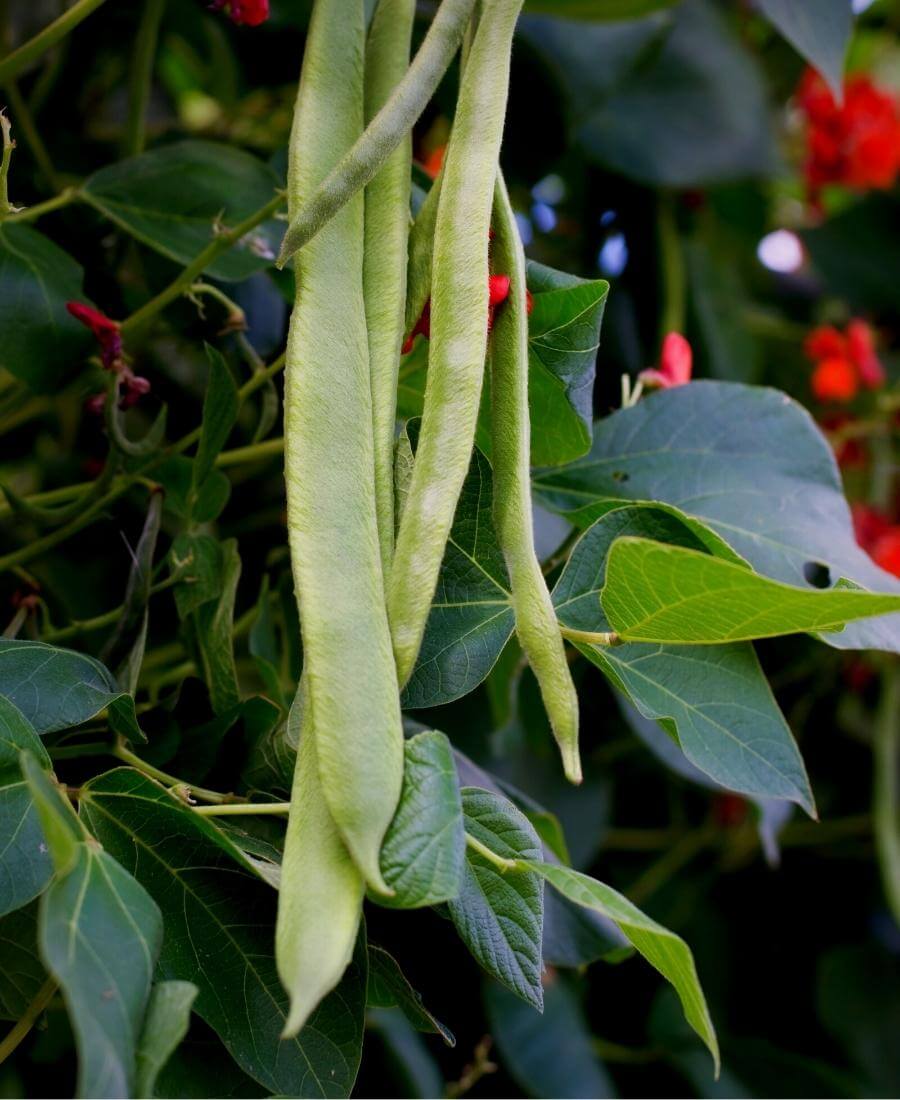 Runner Beans
